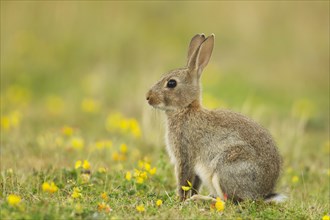 European Rabbit or Common Rabbit (Oryctolagus cunniculus)