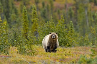 Grizzly Bear (Ursus arctos horribilis) standing between blueberries