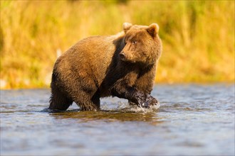 Grizzly Bear (Ursus arctos horribilis) in the water looking backwards