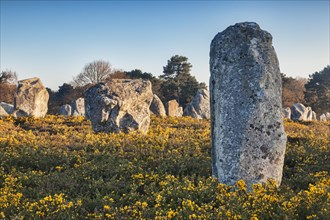 Flowering gorse surrounds the standing stones at Carnac