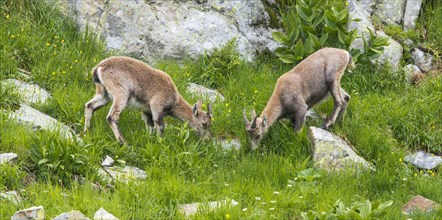 Alpine Ibexes (Capra ibex)