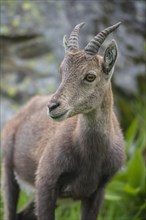 Alpine Ibex (Capra ibex)