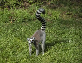 Ring-tailed Lemur (Lemur catta) standing in the grass