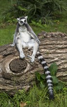 Ring-tailed Lemur (Lemur catta) sitting on tree trunk