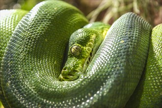 Green Tree Python (Chondropython viridis)
