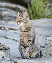 Tabby cat sitting on stone