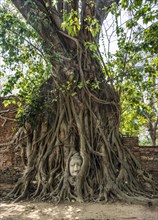 Buddha head statue in bodhi tree (Ficus religiosa) roots