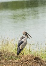 Asian openbill or Asian openbill stork (Anastomus oscitans) standing by water