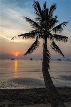 Palm tree by sea at sunset