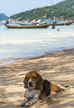 Dog lying by sea on sandy beach