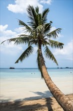 Palm on sandy beach