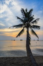 Palm tree at sunset