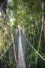 Suspension bridge in the jungle