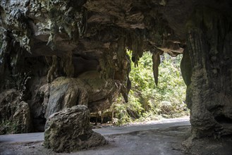 Road through jungle stalactite cave