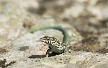 Tyrrhenian wall lizard (Podarcis Tiliguerta) on a stone