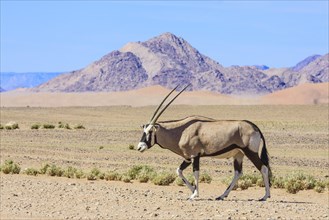 Gemsbock or gemsbuck (Oryx gazella) in front of Naukluft Mountains