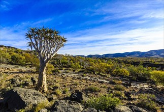 Quiver tree or kokerboom (Aloe dichotoma)