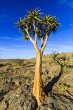 Quiver tree or kokerboom (Aloe dichotoma)