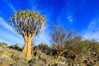 Quiver tree or kokerboom (Aloe dichotoma)