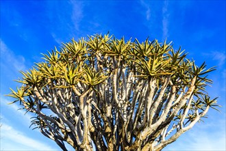 Quiver tree or kokerboom (Aloe dichotoma)