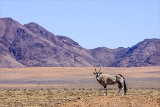 Gemsbock or gemsbuck (Oryx gazella) in Namib Naukluft Park