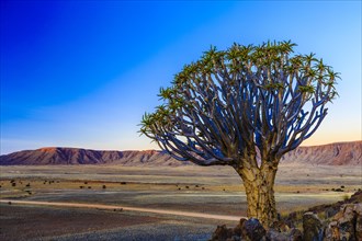 Quiver tree or kokerboom (Aloe dichotoma) in front of Rooirand mountains in evening light