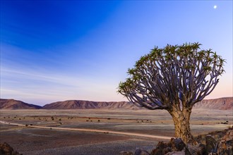 Quiver tree or kokerboom (Aloe dichotoma) in front of Rooirand mountains