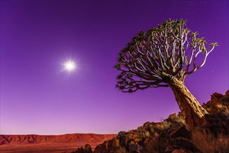 Quiver tree or kokerboom (Aloe dichotoma) in front of Rooirand Mountains at night