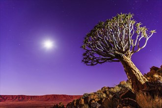 Quiver tree or kokerboom (Aloe dichotoma) in front of Rooirand Mountains at night