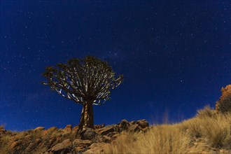 Quiver tree or kokerboom (Aloe dichotoma) in front of starry night sky