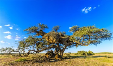 Camel thorn tree with nests of Sociable Weavers (Philetairus socius)