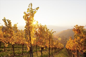 Vineyard in the evening in autumn