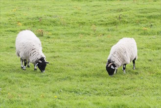 Two grazing Swaledale sheep