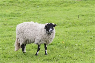 Swaledale sheep in a meadow