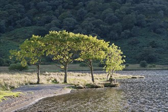 Crummock Water