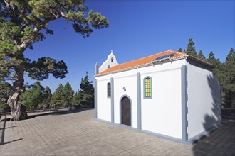 Ermita Virgen del Pino chapel with Canarian pine