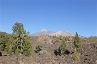 Lava with view of the volcanoes Teide and Pico Viejo