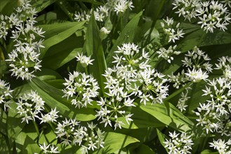 Flowering Ramsons (Allium ursinum)