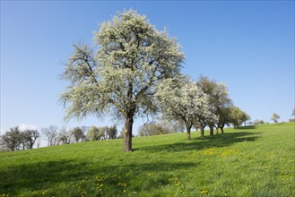 Flowering European pear trees (Pyrus communis)