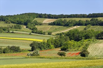 Landscape of fields and vineyard