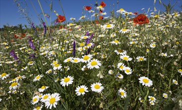 Flower meadow with poppies (Papaver rhoeas) and daisies (Leucanthemum)