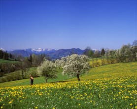 Flowering pear trees with views of the Lower Austrian Alps