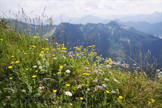 Mountain flower meadow on Hochgern