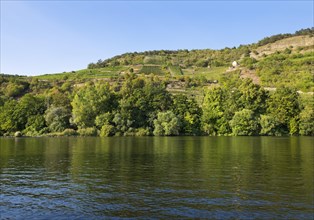 Grainberg and Kalbenstein with vineyards on Main river