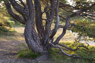 Old pine tree in the Grainberg-Kalbenstein nature reserve