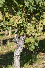 White wine grapes on the vine