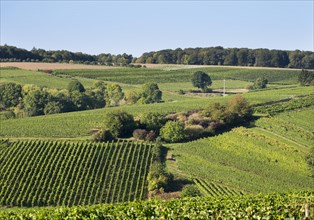 Vineyards near Escherndorf
