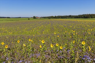 Field of sunflowers (Helianthus) and lacy phacelia (Phacelia tanacetifolia)