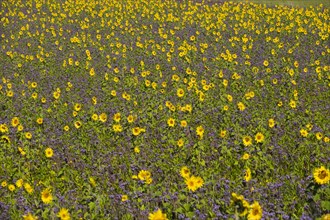 Field of sunflowers (Helianthus) and lacy phacelia (Phacelia tanacetifolia)
