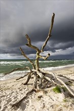 Dead tree on the west beach at the Baltic Sea